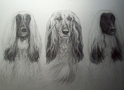 Pencil drawing
