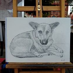 #petportrait